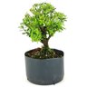 pre_bonsai_buxus_harlandi_3_anos_22_cm_14945_3_8951e608ec46105f43280db722ad1e81
