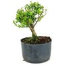 pre_bonsai_buxus_harlandi_3_anos_22_cm_14945_4_8760e7e7cd93eaf279564dd210fb69b9