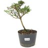 pre_bonsai_serissa_rosa_2_anos_29_cm_14955_1_30a98d1088e54a6c2d1676d7d6c357fc