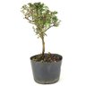 pre_bonsai_serissa_rosa_2_anos_29_cm_14955_2_f4e6911b31f8b3fdf063c45b3e99dde8