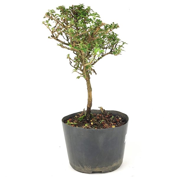 pre_bonsai_serissa_rosa_2_anos_29_cm_14955_2_f4e6911b31f8b3fdf063c45b3e99dde8