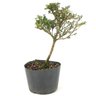 pre_bonsai_serissa_rosa_2_anos_29_cm_14955_3_29820b08751078965da0f5385014626a