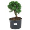pre_bonsai_shimpaku_4_anos_26_cm_14957_1_b8c0779c570f7f75ad52cd2b57b27035