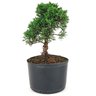 pre_bonsai_shimpaku_4_anos_26_cm_14957_2_4dfea4f4582433371d6ab65ed0ddf2c1