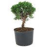 pre_bonsai_shimpaku_4_anos_26_cm_14957_3_805d1f483e0f9ea8f3f13d08acd1a625