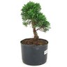 pre_bonsai_shimpaku_4_anos_26_cm_14957_4_94630745662be1c7ef0bf28217366802