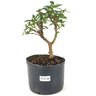 pre_bonsai_mini_goiaba_3_anos_27_cm_14961_1_7a5b2cf88bc08a7d1d52786f123e1c53