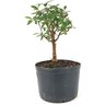 pre_bonsai_mini_goiaba_3_anos_27_cm_14961_2_0e610a8128641b778c12fb97134e1ed3