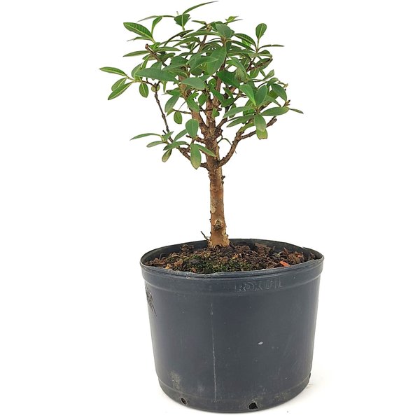 pre_bonsai_mini_goiaba_3_anos_27_cm_14961_2_0e610a8128641b778c12fb97134e1ed3