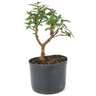 pre_bonsai_mini_goiaba_3_anos_27_cm_14961_3_02762a7b403a06fe9a62992bc56c843d