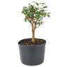pre_bonsai_mini_goiaba_3_anos_27_cm_14961_4_e4d70054dbe46afbcb4580ac13e29bbc