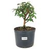 pre_bonsai_mini_goiaba_3_anos_26_cm_14963_1_79e0850de302362b03e5c12b8857ae92