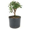 pre_bonsai_mini_goiaba_3_anos_26_cm_14963_2_83d17c5902ae96bf9cf8768627d3d434