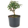pre_bonsai_mini_goiaba_3_anos_26_cm_14963_3_30d6480e10a047bc6b3ce694e5924ab5