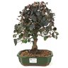 bonsai_loropetalum_rubrum_5_anos_31_cm_14975_1_dce38f4b3918040e84c0d420ce4bec5a