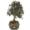 bonsai_loropetalum_rubrum_5_anos_31_cm_14975_2_2ec251f3f1f32a1686296cb06dd8ab6c