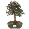 bonsai_loropetalum_rubrum_5_anos_31_cm_14975_3_616c7adb14a8bfaf22a11d609b354f92