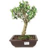 bonsai_oliveira_6_anos_33_cm_14977_1_c1a3fec1e845503e7fef473d00158ff6