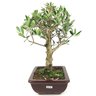 bonsai_oliveira_6_anos_33_cm_14977_2_f049bed3720929e9b0d2ee13712f91d7