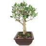 bonsai_oliveira_6_anos_33_cm_14977_3_722d60fcb71f7769bcba308544bb476e