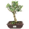 bonsai_oliveira_6_anos_33_cm_14977_4_016fd0ba600dbc54dcaca7446f0bc8a0
