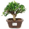bonsa_mini_jasmim_3_anos_22_cm_14985_1_8bde5796fd2e7d3115ab078599f56f9c