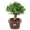 bonsa_mini_jasmim_3_anos_22_cm_14985_2_62df6e03682cea48641e174a2ab13db5