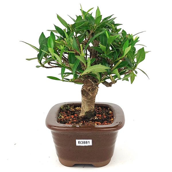 bonsa_mini_jasmim_3_anos_22_cm_14985_2_62df6e03682cea48641e174a2ab13db5