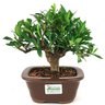 bonsa_mini_jasmim_3_anos_22_cm_14985_3_5a9291b27897d3483d960e2bf7558654