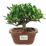 bonsa_mini_jasmim_3_anos_20_cm_14987_3_88db14c074102818ef993629008d9c3d
