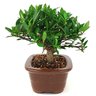 bonsa_mini_jasmim_3_anos_20_cm_14987_4_9e9dcd323a172b3430fffa87baf15f85