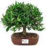 bonsai_mini_jasmim_4_anos_23_cm_14989_1_492ceff8d821f0a097a7e58918f4a6d8