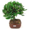bonsai_mini_jasmim_4_anos_23_cm_14989_2_153e2e9030c33dfed63beddf9505167c