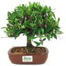 bonsai_mini_jasmim_4_anos_23_cm_14989_3_1039faa37d8fd61fe781a9669189625a