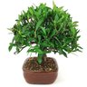 bonsai_mini_jasmim_4_anos_23_cm_14989_4_087e71e90f40bee3cb7a63d80b4372db
