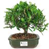 bonsai_mini_jasmim_4_anos_22_cm_14993_1_bb29c8293156bc1e4c95c5ce65bf05a5
