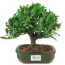 bonsai_mini_jasmim_4_anos_22_cm_14993_3_91bddfeeaa8322444c06b046266eaec8