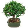 bonsai_mini_jasmim_4_anos_22_cm_14993_4_53cbdfd2ab434b4a246f1e62300b81ce
