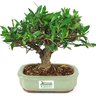 bonsai_mini_jasmim_4_anos_21_cm_14995_1_110b510d7bf6dfe95a0c059c850a3f54