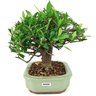 bonsai_mini_jasmim_4_anos_21_cm_14995_2_266d1a3cdb37d5790496b8f16344349a
