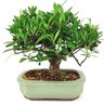 bonsai_mini_jasmim_4_anos_21_cm_14995_3_da425ec6485957064041bf5d1f6cfa07