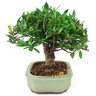 bonsai_mini_jasmim_4_anos_21_cm_14995_4_365e084c25a85304b1fa8705ff92a2fb