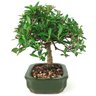 bonsai_mini_jasmim_4_anos_24_cm_14997_2_b5d4712ae42bc05580459a8fb13ed4b5