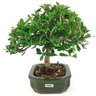 bonsai_mini_jasmim_4_anos_24_cm_14997_4_73e2c9f550b44a30691dc6243f236c83
