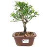 bonsai_piracanta_variegata_3_anos_29_cm_15003_1_4dd44ddbf32f418c406da06d0cf7fc11