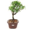 bonsai_piracanta_variegata_3_anos_29_cm_15003_2_66bb56f154a99b57c57c165b7ba9b2a7