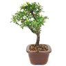 bonsai_piracanta_variegata_3_anos_29_cm_15003_4_5051bfd7d7a4c77817c583eaf312b679