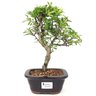 bonsai_piracanta_variegata_3_anos_28_cm_15005_1_e113416ca24bad2e7ff10a3dd76b7628