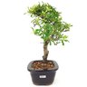 bonsai_piracanta_variegata_3_anos_28_cm_15005_2_d6423183ceaa77477cc4419bf0490ad4