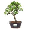 bonsai_piracanta_variegata_3_anos_28_cm_15005_3_c756240816b836cc161d76ecfeb86682